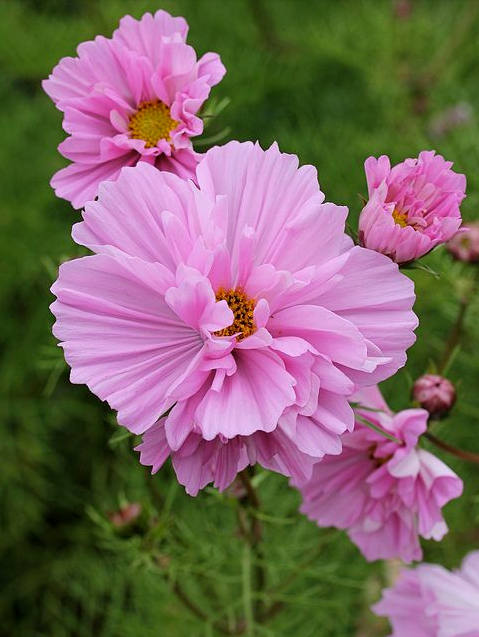 花花自美