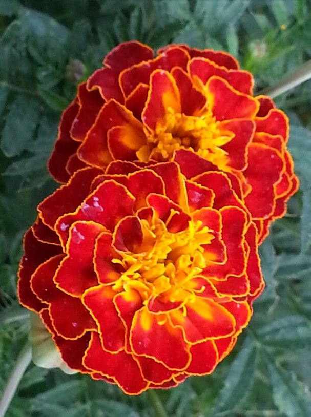 花花自美