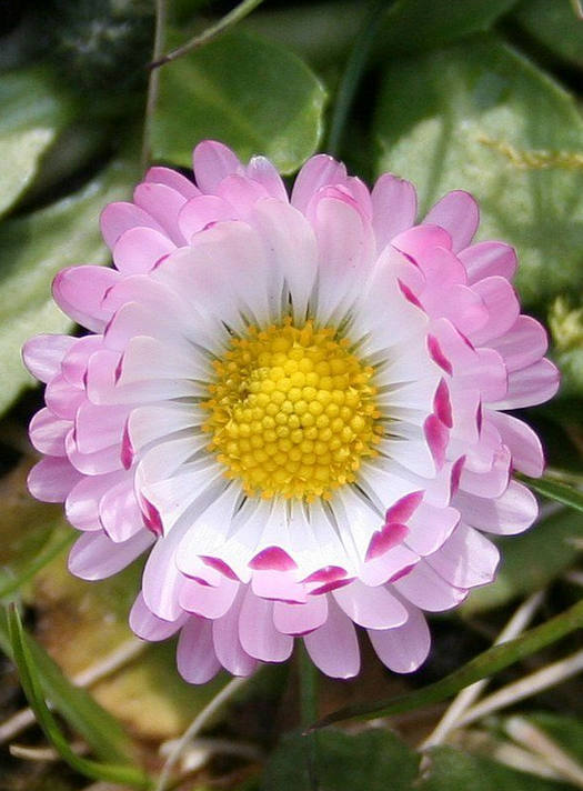 花花自美
