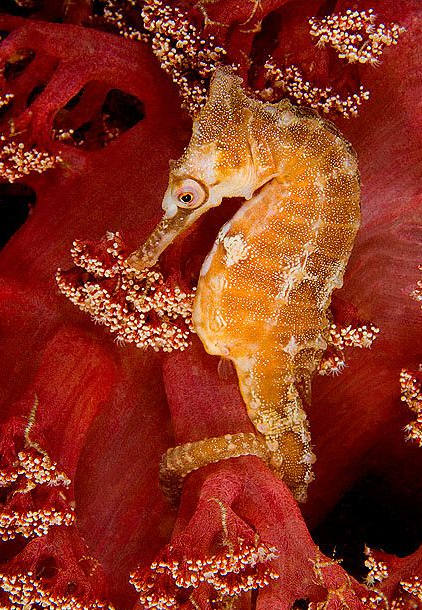 海里生物,海马