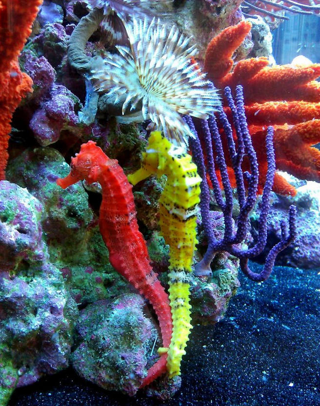 海里生物,海马