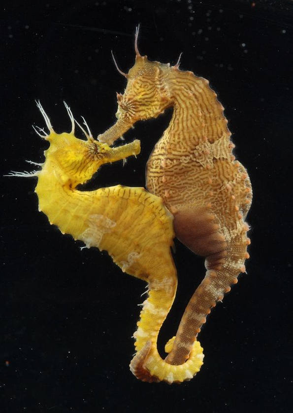 海里生物,海马