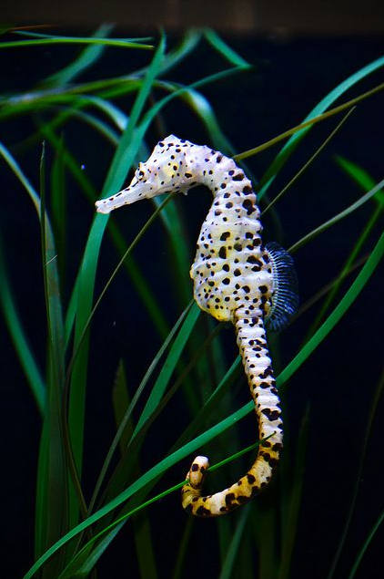 海里生物,海马