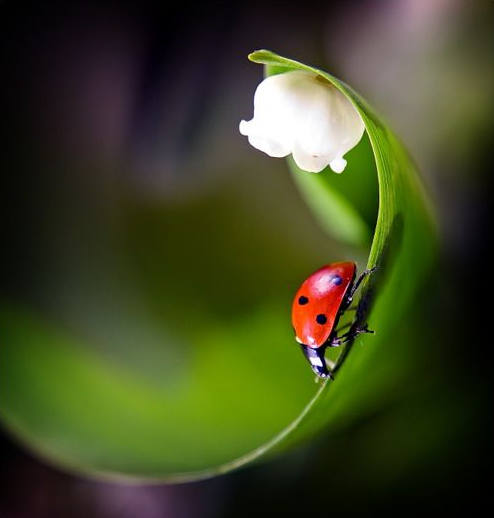 ����� �������