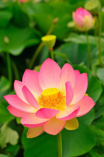 Rose【美文遇见】(5650) - 沧海之水 - 沧海之水的博客 2015-08-16_155213