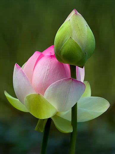 Rose【美文遇见】(5650) - 沧海之水 - 沧海之水的博客 2015-08-16_155236