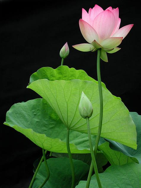 Rose【美文遇见】(5650) - 沧海之水 - 沧海之水的博客 2015-08-16_155258