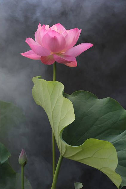 Rose【美文遇见】(5650) - 沧海之水 - 沧海之水的博客 2015-08-16_155317