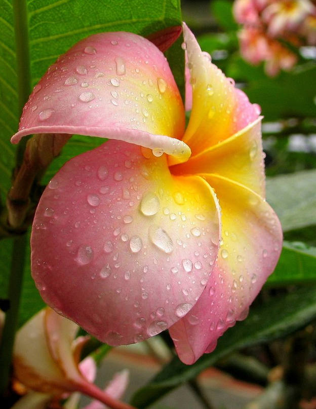 鸡蛋花