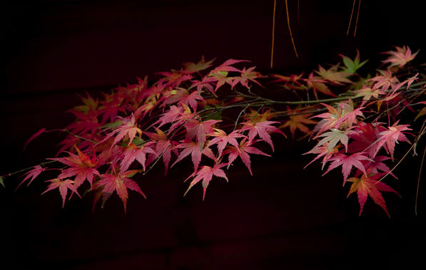 枫叶情