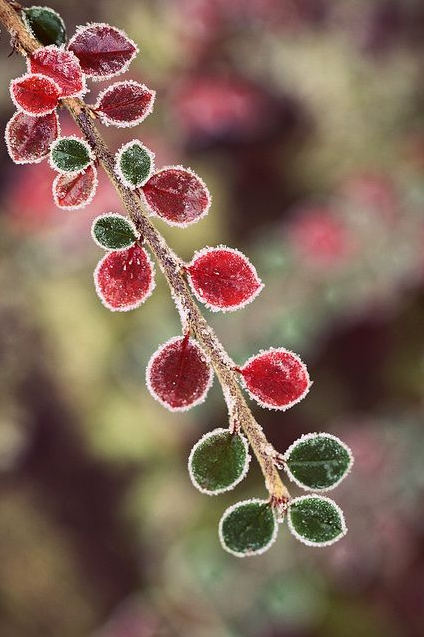 雪寂花枝