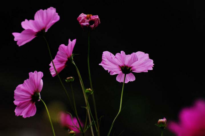 波斯菊格桑花