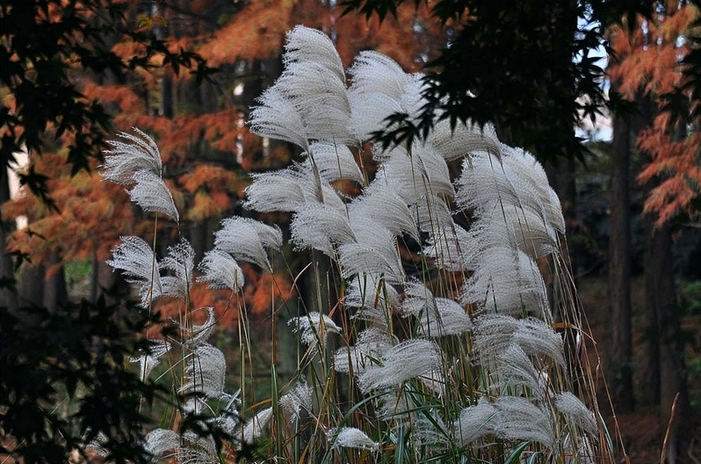 芦苇风彩