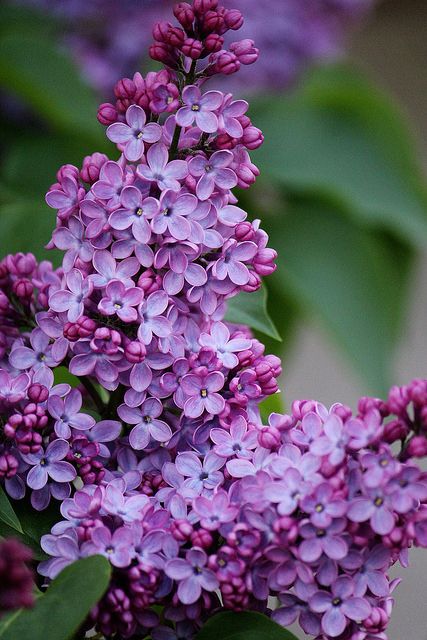 香美 丁香花