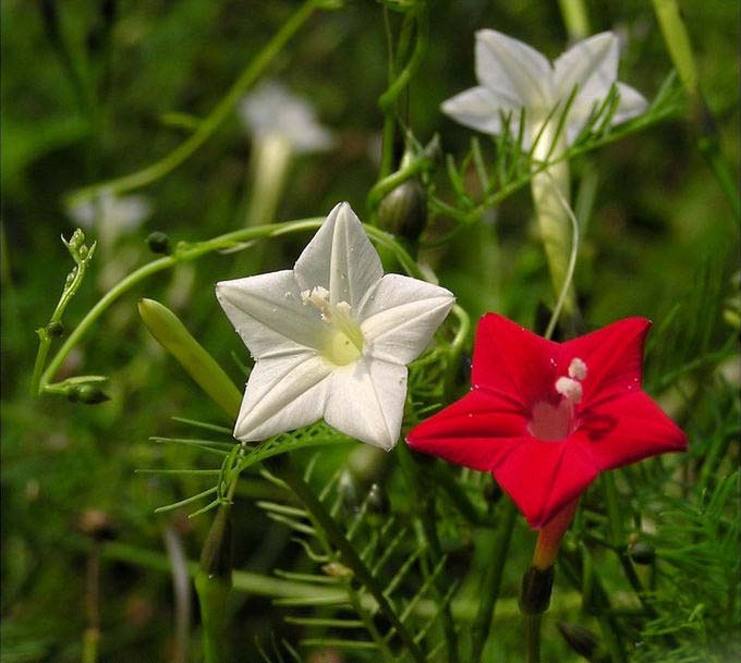 茑萝花