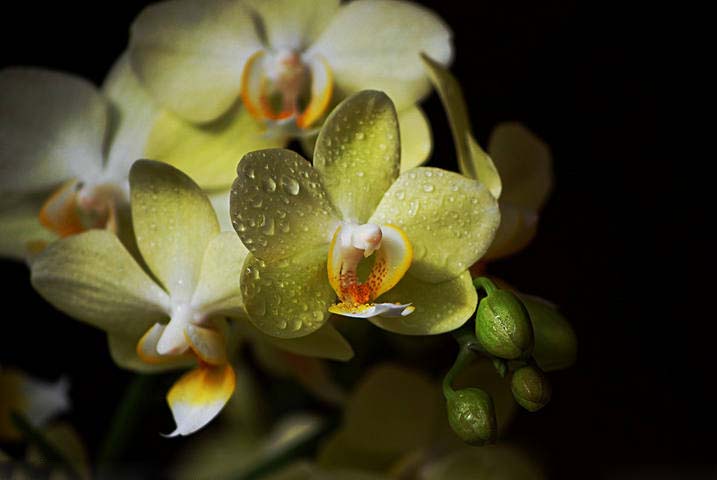 花语 蝴蝶兰花姿如蝴蝶飞舞而得名,花语为我爱你,象征着高洁,清雅.