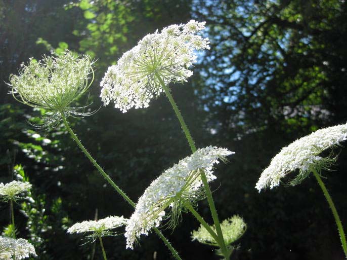 蕾丝花