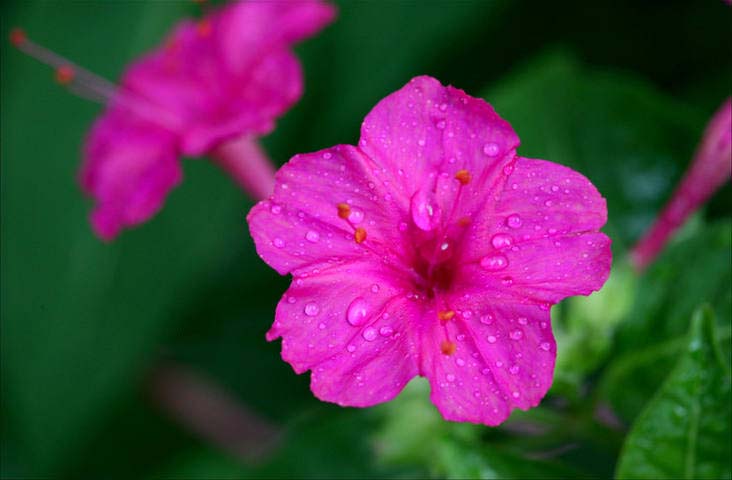 胭脂花紫茉莉