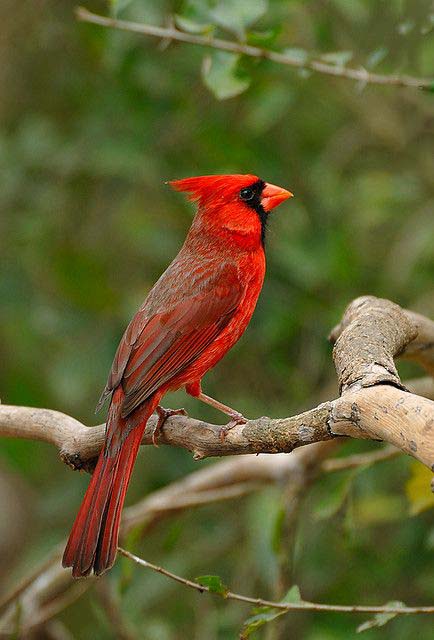 红衣主教鸟