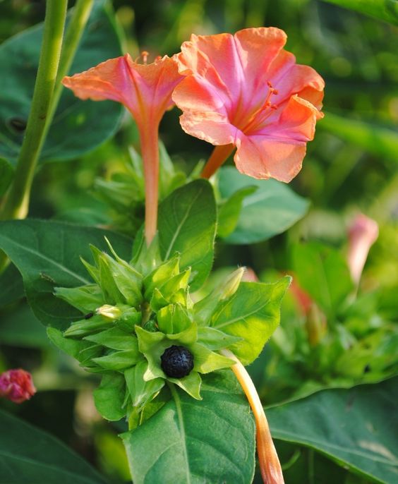 胭脂花紫茉莉