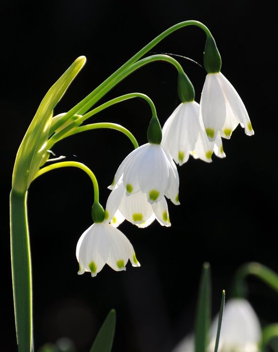 雪花莲