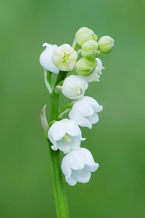 2017-03-13赏图汇植物花卉热度66503 ℃铃兰(学名:convallaria