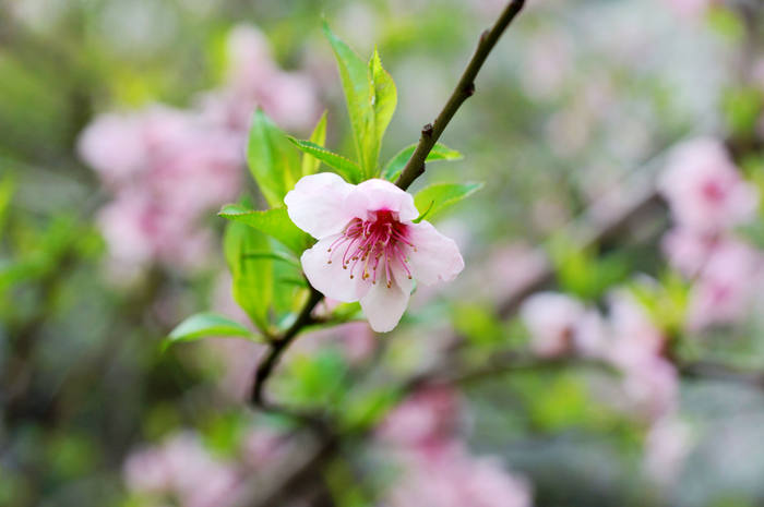 三月桃花笑春风简谱_三月桃花笑春风