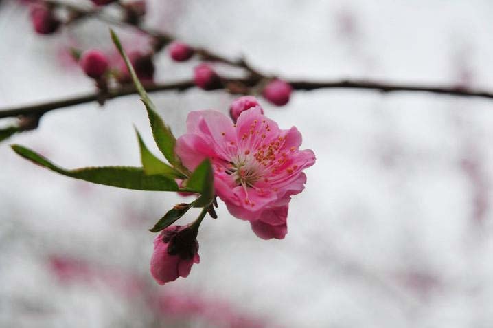 三月桃花笑春风简谱_三月桃花笑春风