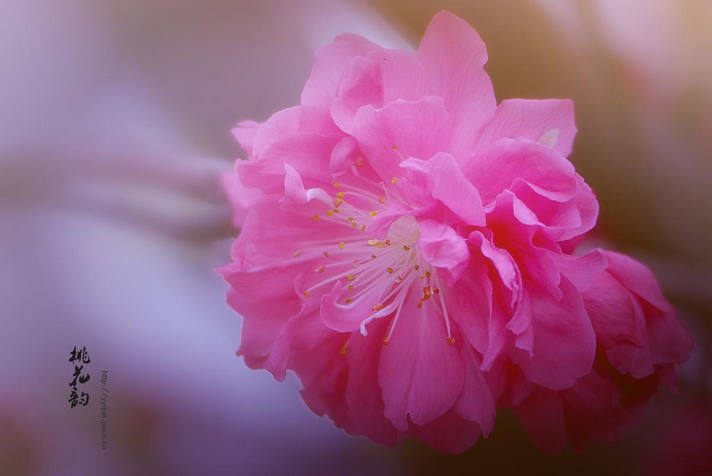 三月桃花笑春风简谱_三月桃花笑春风(2)