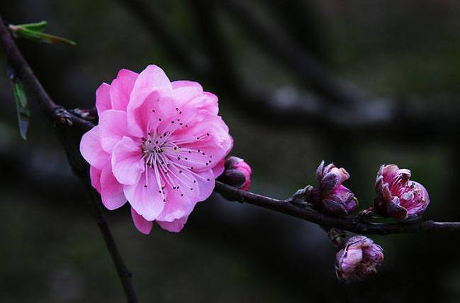 桃花运简谱_桃花运简谱歌谱