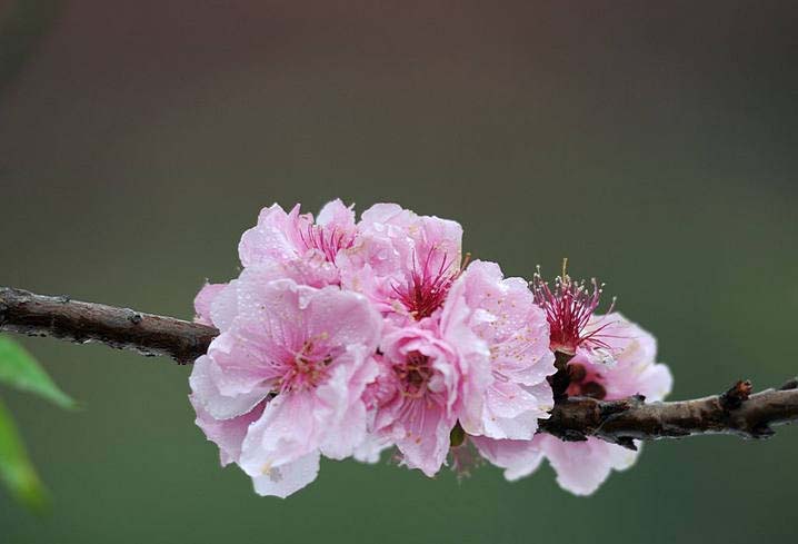 三月桃花笑春风简谱_三月桃花笑春风