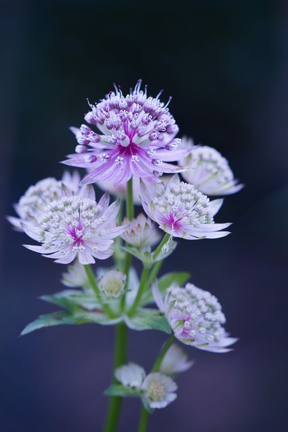 英文名great masterwort,伞形科(apiaceae)星芹属多年产草本.