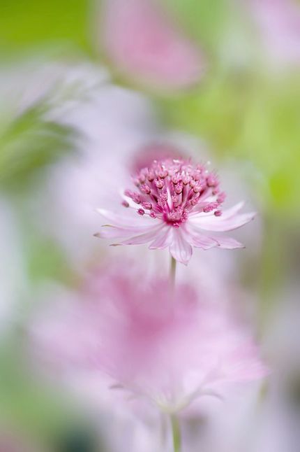 大星芹花