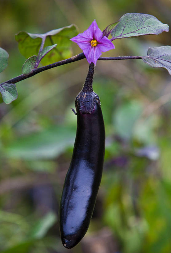 平淡茄子花