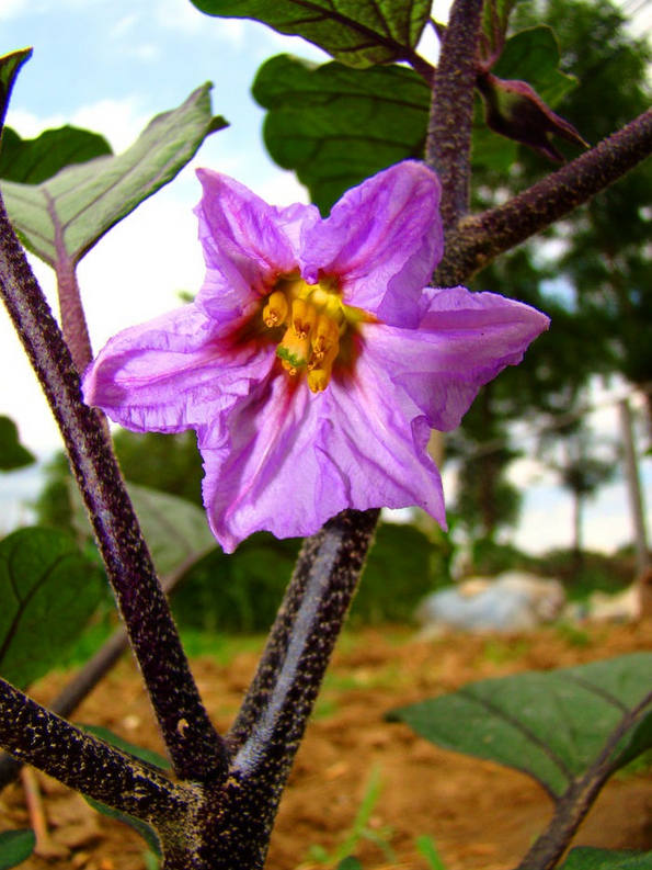 平淡茄子花