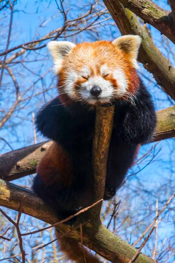 Red or Lesser Panda