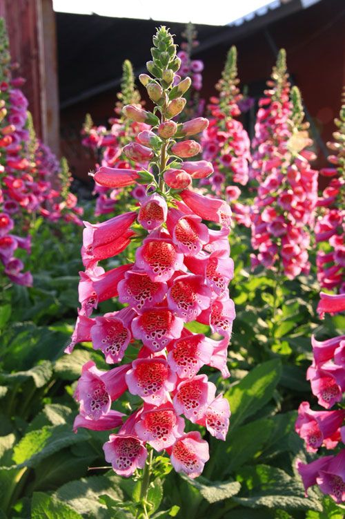 毛地黄花