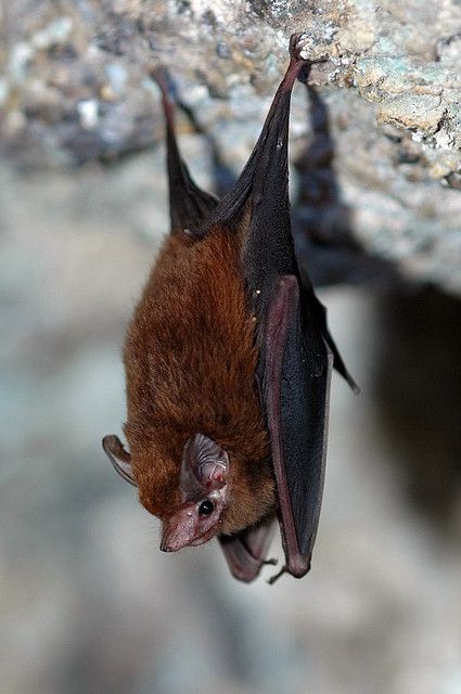 小蝙蝠亚目即通常所说的蝙蝠,我国有6科,26属,110种.