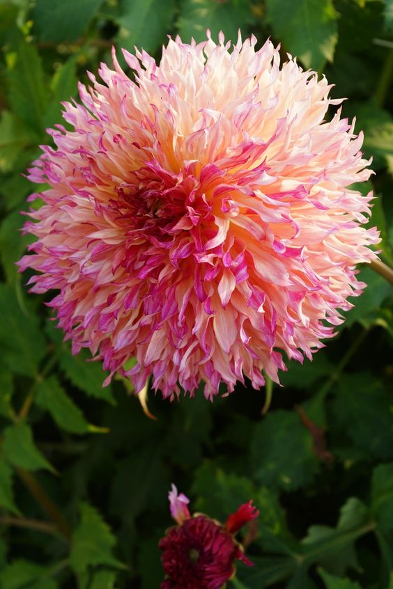 花语寓意因此大丽花适宜花坛,花径或庭前丛植,矮生品种可作盆栽.