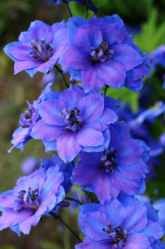 翠雀花