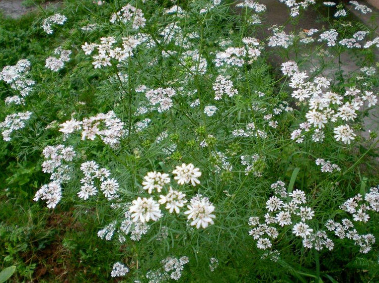 香菜花