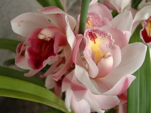 时的一剂良药是你饥渴时的一碗白水是你过河时的一叶扁舟是金钱买不来