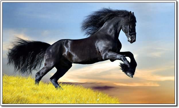 【动物世界】 马要狂奔