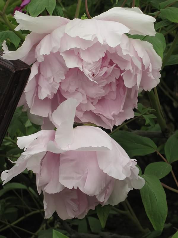 洛阳美艳牡丹品名