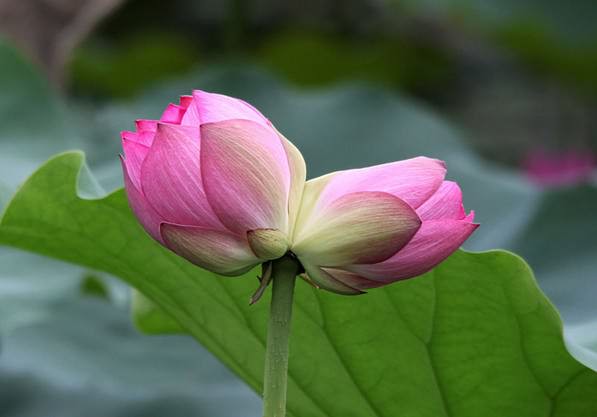 成双成对的花儿