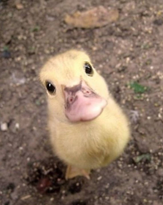 春江水暖鸭先知