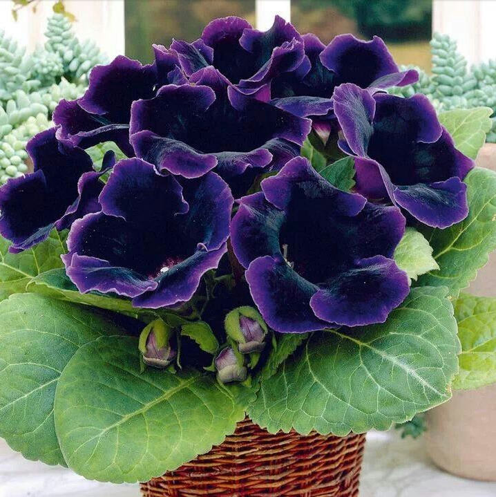 大岩桐花