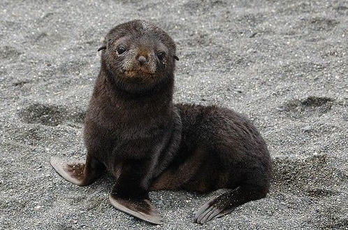 【转载】rose【海狮】(5890)