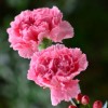 暖意康乃馨花花