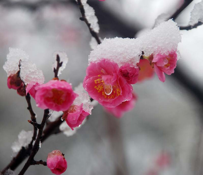 梅花雪景头像图片